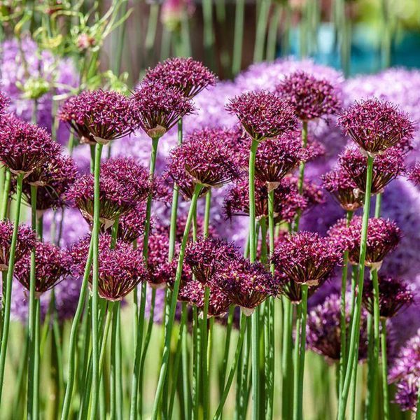 Аллиум декоративный Atropurpureum 8/10 10304 фото