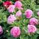 Півонія Carnation Bouqet 3/5 32589 фото 3