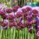 Аллиум декоративный Atropurpureum 8/10 10304 фото 3